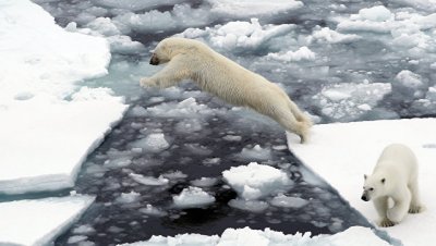 Белые медведи не вымрут из-за своей косолапости, заявляют ученые - «Наука»