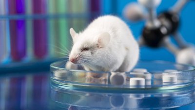 Британские ученые превратили самца мыши в самку, не меняя "его" генов - «Наука»