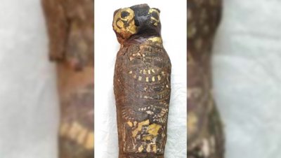 Ученые нашли тело ребенка внутри древнеегипетской мумии "сокола" - «Наука»