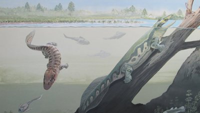 Ученые нашли в ЮАР останки древнейших четвероногих животных Земли - «Наука»