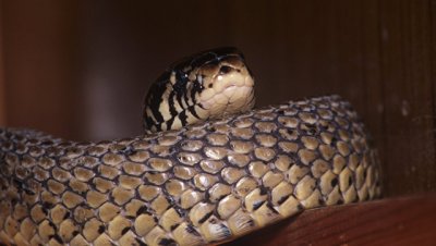 Ученые объяснили, как отрубленная голова змеи укусила мужчину - «Наука»