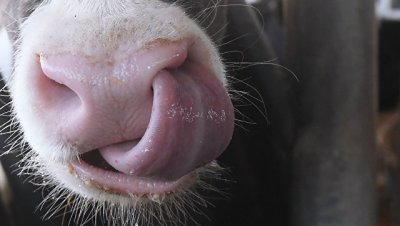 Ученые предлагают кормить коров "бактериальной жижей" вместо сена - «Наука»
