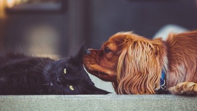 Ученые выяснили, чем отличаются вкусы собак и кошек - «Наука»