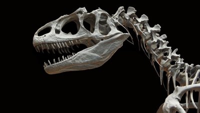 Уникальный скелет динозавра продали на аукционе за 2,4 миллиона долларов - «Наука»