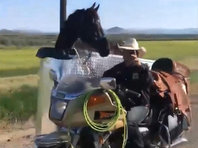 Владелец американского ранчо приспособил коляску мотоцикла для перевозки лошадей (ВИДЕО) - «Автоновости»