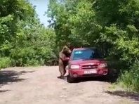 На Камчатке медведь встал на задние лапы и попытался открыть дверь Subaru Forester (ВИДЕО) - «Автоновости»