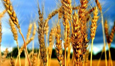 Минсельхоз: В этом году аграрии могут собрать около 100 000 000 тонн зерна - «Новости дня»