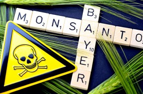 Садовник и его убийца: У Monsanto начинаются крупные неприятности - «Новости Дня»