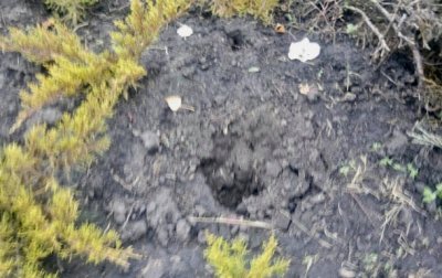 В Киеве выкопали и украли кусты можжевельника - «Украина»