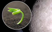 На Луне взошло первое в истории растение - «Новости Банков»