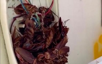 Австралиец нашел телефон с десятками тараканов - (видео)