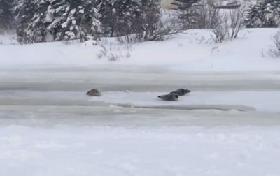 Десятки тюленей парализовали канадский город - (видео)