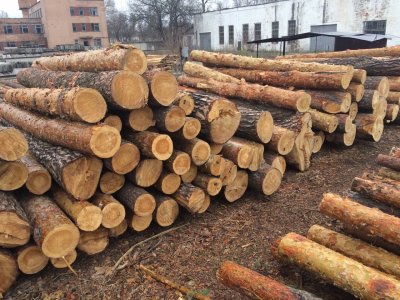 По приказу комбрига ВСУ на оккупированной территории ЛНР вырублен лес на миллион гривен - «Новороссия»