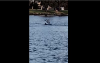Редкую дружбу дельфина и собаки показали на видео - (видео)