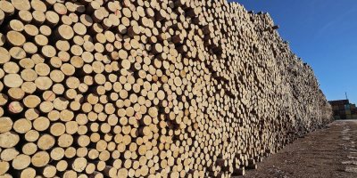 Рослесхоз призвал прекратить продажу Китаю российской древесины