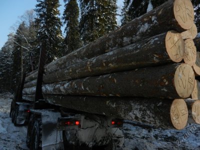Украина ввела европейские стандарты качества древесины - «Новороссия»