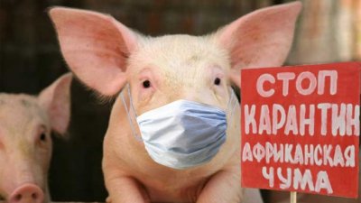 В Днепропетровской области обнаружена вспышка вируса африканской чумы свиней - «Новороссия»