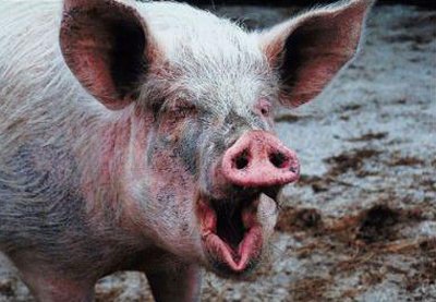 В оккупированной части ДНР зафиксирована вспышка африканской чумы свиней - «Новороссия»