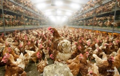 Десятки тысяч цыплят сгорели на птицеферме в Японии - (видео)