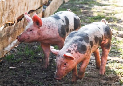 Харьковская полиция объявила в розыск владельцев погибших от АЧС свиней - «Новороссия»