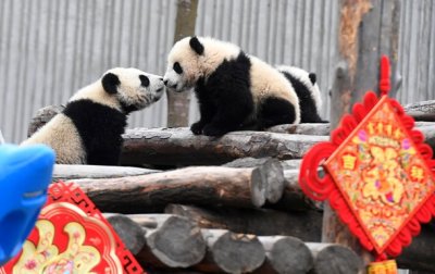 Маленькие панды отметили китайский Новый год - (видео)
