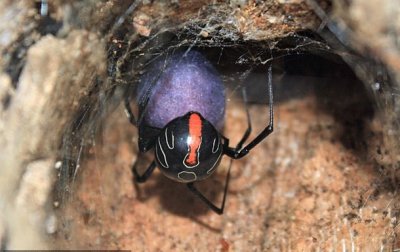 Ученые нашли самого смертельного паука - (видео)