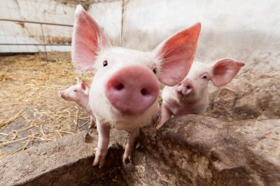 В Харькове на свалке обнаружены трупы больных африканской чумой свиней - «Новороссия»
