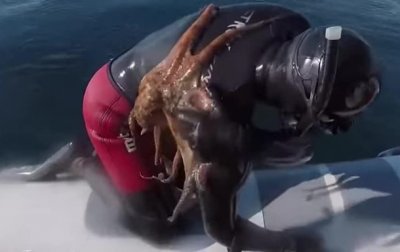 В Италии к дайверу присосался осьминог - (видео)