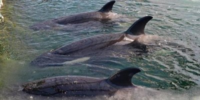 В Кремле ответили на призыв Ди Каприо разобраться с приморской "китовой тюрьмой"