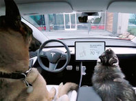 В электромобилях Tesla появился режим для ждущих хозяина собак (ВИДЕО) - «Автоновости»