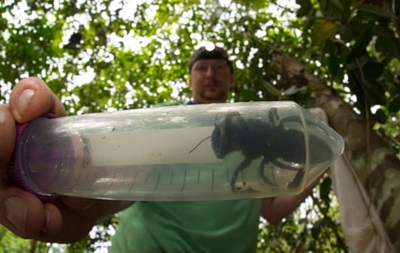 В Индонезии нашли гигантскую пчелу, которую считали вымершей - (видео)