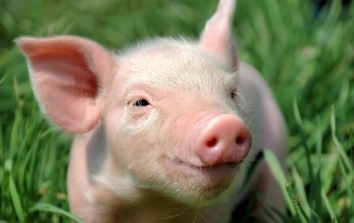 Блогер поедал голову свиньи на фестивале веганов - (видео)