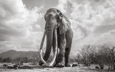 "Королева слонов" умерла в Африке - (видео)