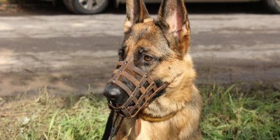 МВД обнародовало список запрещенных к выгулу без намордника собак