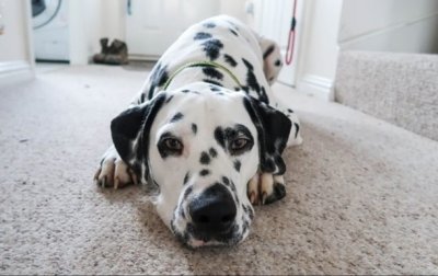 Пес спас семью от кобры ценой своей жизни - (видео)