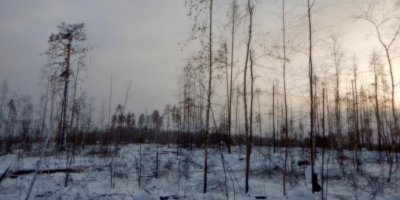 Путина попросили остановить вырубку леса в Иркутской области