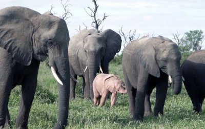Розовый слоненок попал на видео в ЮАР - (видео)