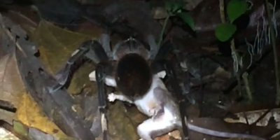 Ученые сняли на видео, как гигантский паук ловит опоссума