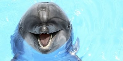 Украина проведет перепись дельфинов в Черном море - «Новороссия»