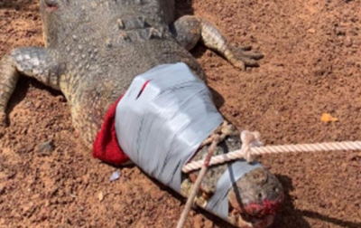 В Австралии "арестовали" крокодила весом 600 кг - (видео)