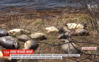 В Кировоградской области из-за свиней массово гибнет рыба - СМИ - (видео)