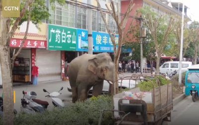 В Китае слон устроил переполох в поселке - (видео)