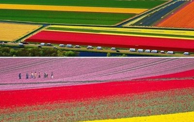 В Нидерландах зацвели миллионы тюльпанов - (видео)