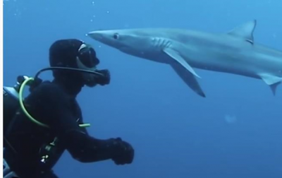 В ЮАР акула "поцеловала" аквалангиста - (видео)