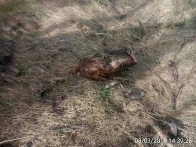 В Запорожье обнаружено массовое отравление диких животных - «Новороссия»