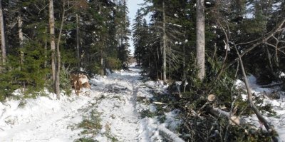 Жители Хабаровского края массово теряют работу в лесной отрасли