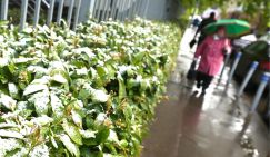 Дельфины Крыма обречены на смерть - «Общество»