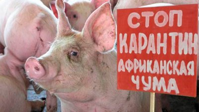 На оккупированной территории ДНР вновь зафиксирован очаг африканской чумы свиней - «Новороссия»