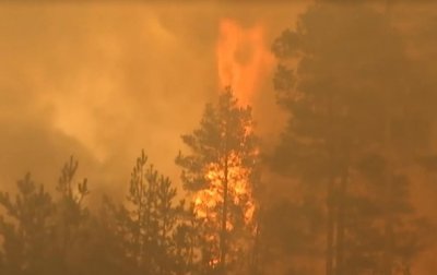 На украино-белорусской границе произошло возгорание лесного массива - «Новороссия»