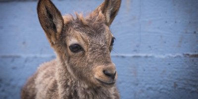 Посетители красноярского зоопарка закормили козленка до смерти